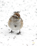 American Tree Sparrow
